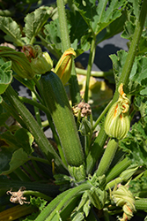 Fordhook Zucchini (Cucurbita pepo var. cylindrica 'Fordhook') at A Very Successful Garden Center