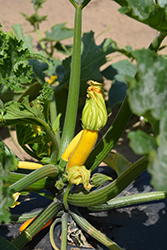Burpee Golden Zucchini (Cucurbita pepo var. cylindrica 'Burpee Golden') at A Very Successful Garden Center