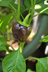 Iko Iko Pepper (Capsicum annuum 'Iko Iko') at A Very Successful Garden Center