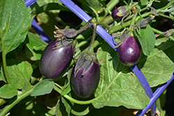 Early Midnight Eggplant (Solanum melongena 'Early Midnight') at A Very Successful Garden Center