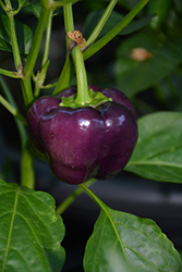 Lilo Sweet Pepper (Capsicum annuum 'Lilo') at A Very Successful Garden Center