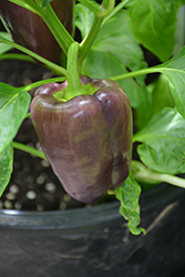 Lilac Sweet Pepper (Capsicum annuum 'Lilac') at A Very Successful Garden Center