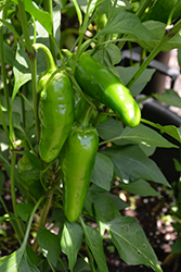 Jalapeno M Hot Pepper (Capsicum annuum 'Jalapeno M') at A Very Successful Garden Center
