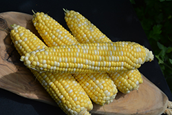 Chubby Checkers Corn (Zea mays 'Chubby Checkers') at A Very Successful Garden Center