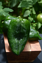 Poblano Pepper (Capsicum annuum 'Poblano') at A Very Successful Garden Center