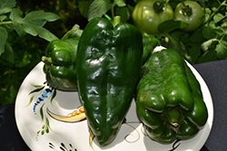 San Ardo Hot Pepper (Capsicum annuum 'San Ardo') at A Very Successful Garden Center