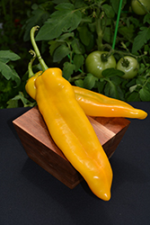 Corno di Toro Giallo Pepper (Capsicum annuum 'Corno di Toro Giallo') at A Very Successful Garden Center