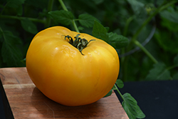 Chef's Choice Yellow Tomato (Solanum lycopersicum 'Chef's Choice Yellow') at A Very Successful Garden Center