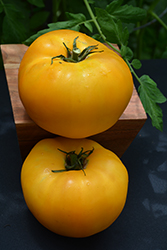 Brandywine Yellow Tomato (Solanum lycopersicum 'Brandywine Yellow') at A Very Successful Garden Center