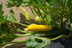 Golden Glory Zucchini (Cucurbita pepo var. cylindrica 'Golden Glory') at A Very Successful Garden Center