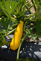 Golden Zucchini (Cucurbita pepo var. cylindrica 'Golden') at A Very Successful Garden Center