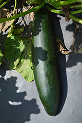 Dark Green Zucchini (Cucurbita pepo var. cylindrica 'Dark Green') at A Very Successful Garden Center