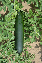 Burpee's Best Zucchini (Cucurbita pepo var. cylindrica 'Burpee's Best') at A Very Successful Garden Center