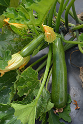 Sure Thing Zucchini (Cucurbita pepo var. cylindrica 'Sure Thing') at A Very Successful Garden Center