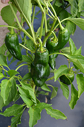 Carranza Pepper (Capsicum annuum 'Carranza') at A Very Successful Garden Center