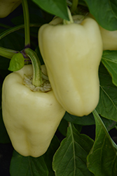 White Bell Pepper (Capsicum annuum 'White Bell') at A Very Successful Garden Center