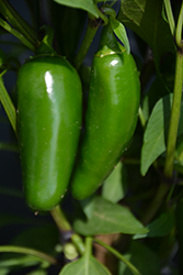 Mucho Nacho Hot Pepper (Capsicum annuum 'Mucho Nacho') at A Very Successful Garden Center