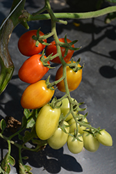 Apricot Dream Tomato (Solanum lycopersicum 'Apricot Dream') at A Very Successful Garden Center