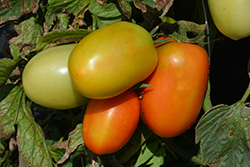 Roma VF Tomato (Solanum lycopersicum 'Roma VF') at A Very Successful Garden Center