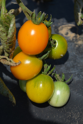 Orange Zinger Tomato (Solanum lycopersicum 'Orange Zinger') at A Very Successful Garden Center
