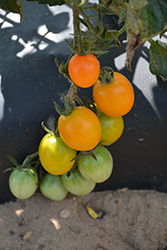 Honeycomb Tomato (Solanum lycopersicum 'Honeycomb') at A Very Successful Garden Center