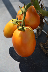 Sunrise Sauce Tomato (Solanum lycopersicum 'Sunrise Sauce') at A Very Successful Garden Center