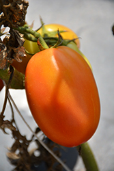 Salsarific Salsa Roma Tomato (Solanum lycopersicum 'Salsarific Salsa Roma') at A Very Successful Garden Center