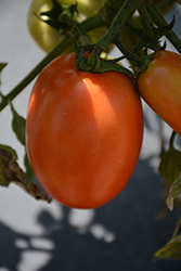 Plum Regal Tomato (Solanum lycopersicum 'Plum Regal') at A Very Successful Garden Center