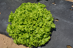 Green Salad Bowl Lettuce (Lactuca sativa var. crispa 'Green Salad bowl') at A Very Successful Garden Center
