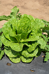 Green Towers Romaine Lettuce (Lactuca sativa var. longifolia 'Green Towers') at A Very Successful Garden Center