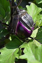 Satin Beauty Eggplant (Solanum melongena 'Satin Beauty') at A Very Successful Garden Center