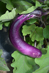 Ping Tung Eggplant (Solanum melongena 'Ping Tung') at A Very Successful Garden Center