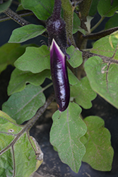 Little Fingers Eggplant (Solanum melongena 'Little Fingers') at A Very Successful Garden Center