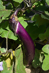 Ichiban Eggplant (Solanum melongena 'Ichiban') at A Very Successful Garden Center