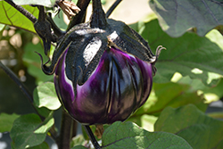 Sicilian Eggplant (Solanum melongena 'Sicilian') at A Very Successful Garden Center