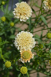Fata Morgana Pincushion Flower (Scabiosa atropurpurea 'Fata Morgana') at A Very Successful Garden Center
