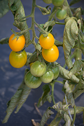 Yellow Grape Tomato (Solanum lycopersicum 'Yellow Grape') at A Very Successful Garden Center