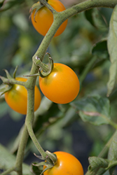 Yellow Grape Tomato (Solanum lycopersicum 'Yellow Grape') at A Very Successful Garden Center
