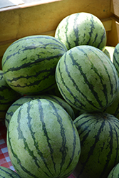 Mambo Watermelon (Citrullus lanatus 'Mambo') at A Very Successful Garden Center