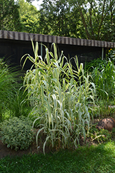 Peppermint Stick Giant Reed Grass (Arundo donax 'Peppermint Stick') at A Very Successful Garden Center