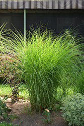 Gracillimus Maiden Grass (Miscanthus sinensis 'Gracillimus') at A Very Successful Garden Center
