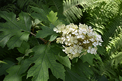 Tennessee Clone Hydrangea (Hydrangea quercifolia 'Tennessee Clone') at A Very Successful Garden Center