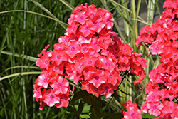 Flame Coral Garden Phlox (Phlox paniculata 'Barsixtytwo') at A Very Successful Garden Center