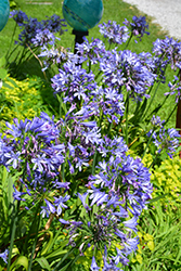 Blue Umbrella Agapanthus (Agapanthus 'Blue Umbrella') at A Very Successful Garden Center