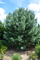 Forest Sky Hybrid Pine (Pinus 'Forest Sky') at A Very Successful Garden Center