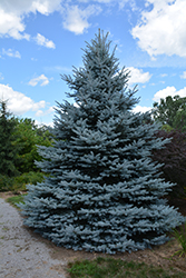 Iseli Foxtail Spruce (Picea pungens 'Iseli Foxtail') at A Very Successful Garden Center