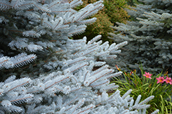 Iseli Foxtail Spruce (Picea pungens 'Iseli Foxtail') at A Very Successful Garden Center