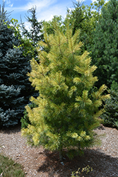Golden Candles White Pine (Pinus strobus 'Golden Candles') at A Very Successful Garden Center