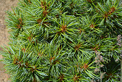 Blue Ball Korean Pine (Pinus koraiensis 'Blue Ball') at A Very Successful Garden Center