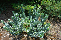 Donkey-Tail Spurge (Euphorbia myrsinites) at A Very Successful Garden Center